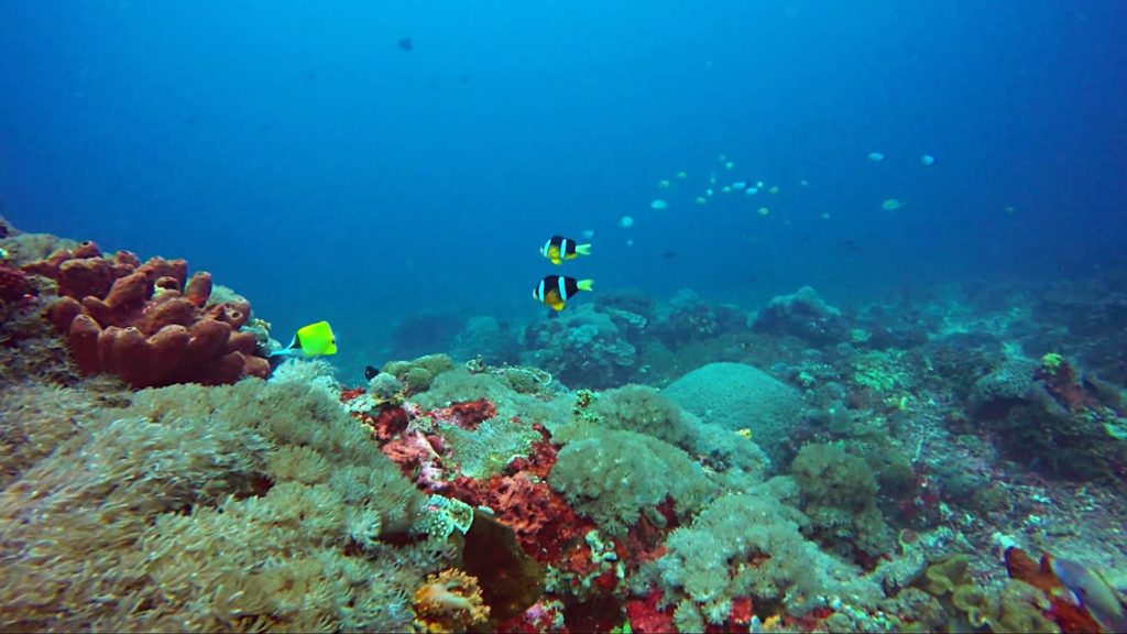 Diving di Toya Pakeh Nusa Penidaa.