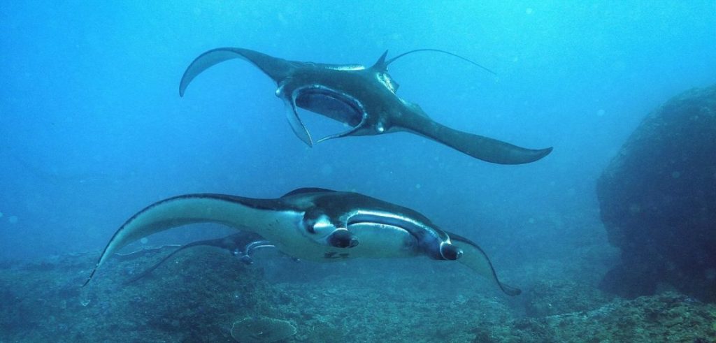 manta-point-nusa-penida-1200x575