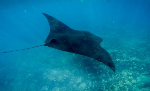 Nusa Lembongan Snorkeling