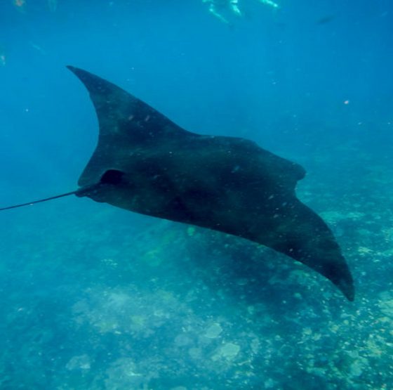 Nusa Lembongan Snorkeling