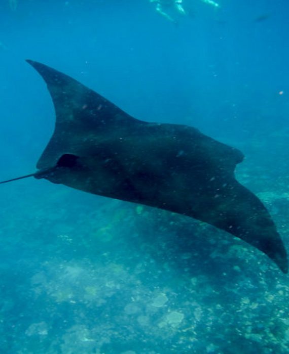 Nusa Lembongan Snorkeling