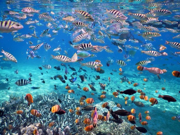 Gamat Bay @thenusapenida.com