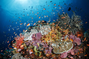 Diving di Toya Pakeh Nusa Penida,