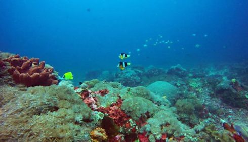 Diving di Toya Pakeh Nusa Penidaa.
