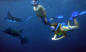 Manta Bay@thenusapenida.com