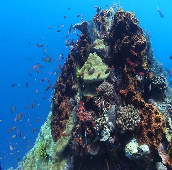 SD Point Nusa Penida@thenusapenida.com