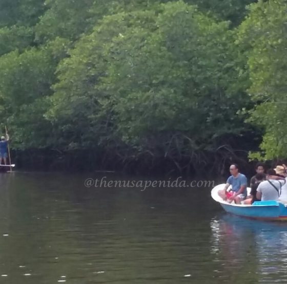 Mangrove Forest Nusa Lembongan@thenusapenida.com