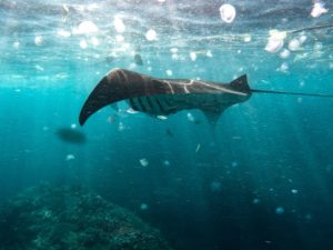 Manta Point Nusa Penida