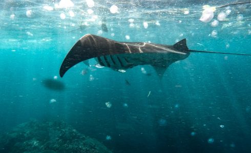 Manta Point Nusa Penida