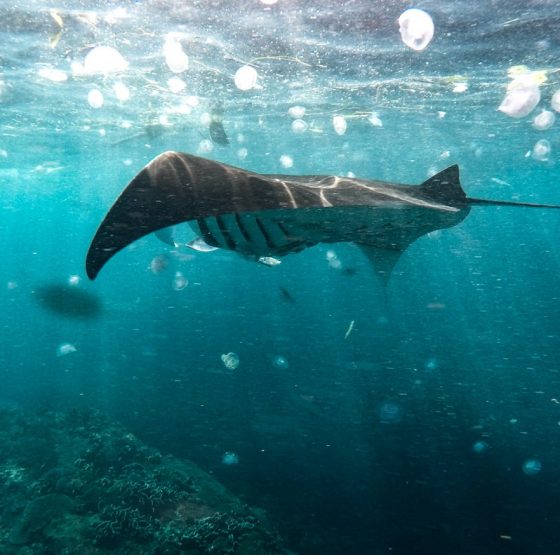 Manta Point Nusa Penida